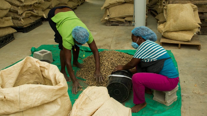 "Workers processing peanuts at a factory in Haiti" 